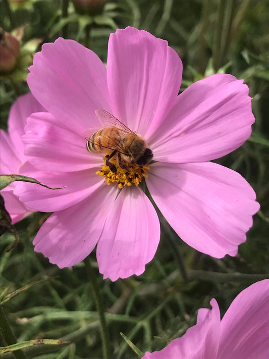 What Can You Do To Help Save The Bees?
